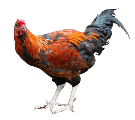 大和肉鶏